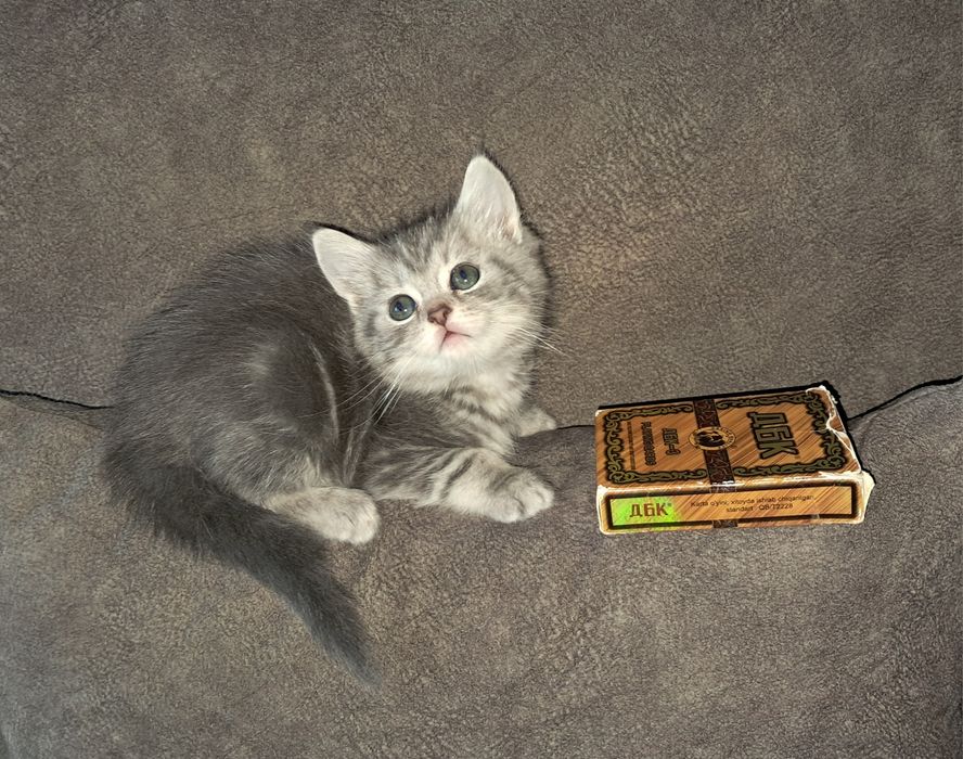 Шотландский прямоухий мальчик