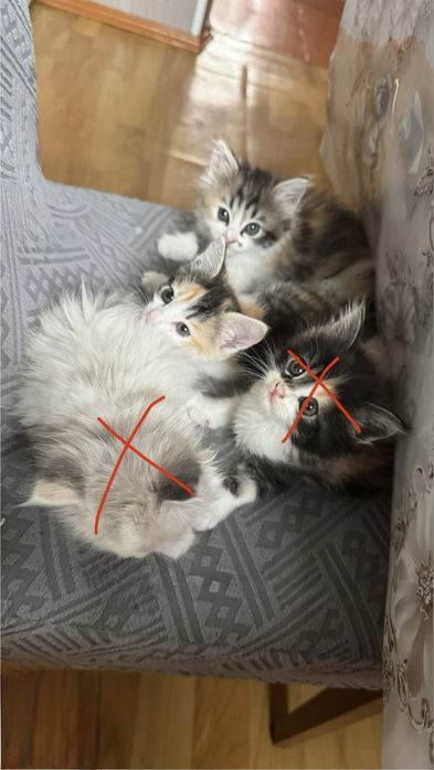 Котята в добрые руки!!!