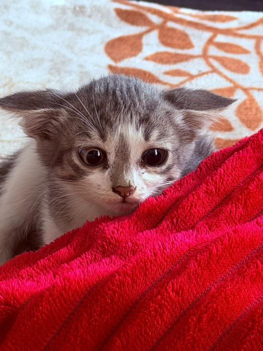 Отдам котят 2,5 месяца