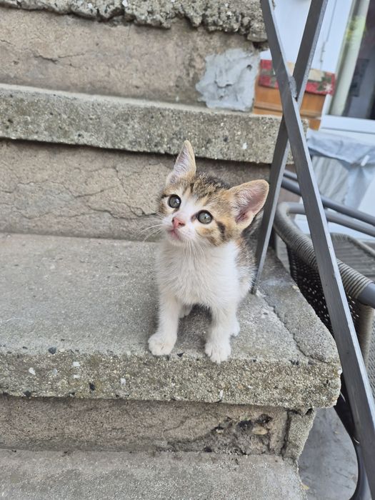 Подарявам малки котета
