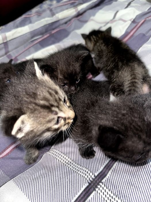 Домашние мушук болачалари (хохлаганлар онаси бн бирга олиши мумкин)