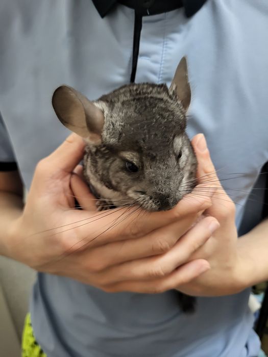 Продам шиншил (3 мес)