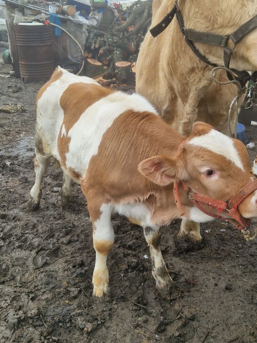 Vand vaca cu vitea cu tot