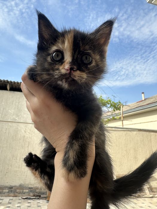 Отдаю милых котят бесплатно в добрые руки