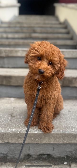 Pudel Toy - mascul 4 luni