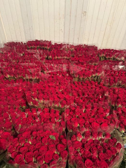 Роза гүлдер оптом бағада