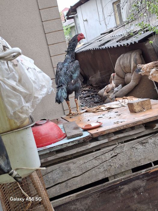 Дакан хөраз сатылады