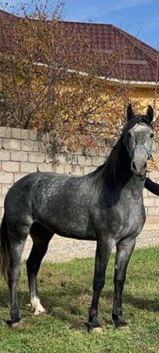 Элитный Орловский Рысак 3 Года