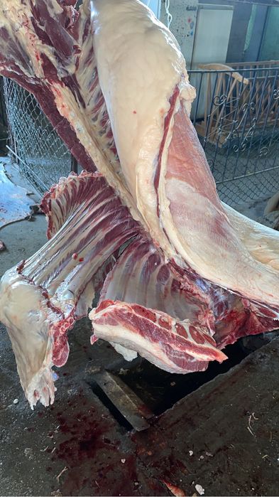 Срочно продам мясо конины