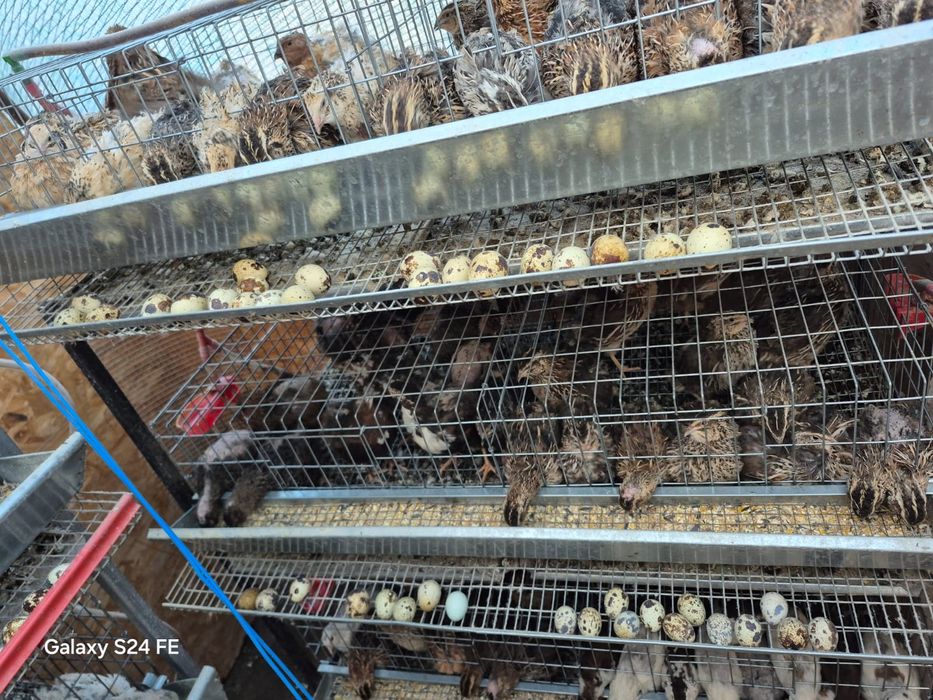 Vând prepelițe și oua de prepeliță