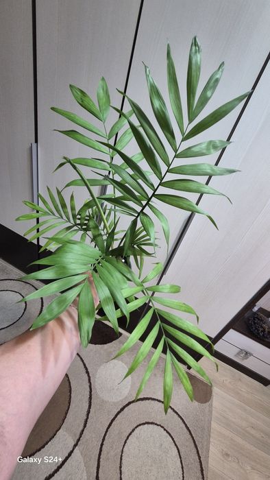 Хамедорея Элеганс