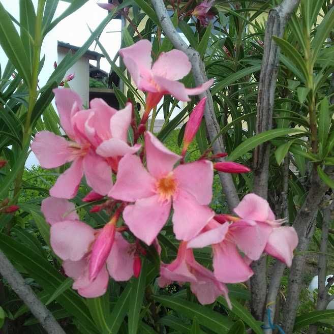 Зокум - различни цветове и големини закум, лян олеандър