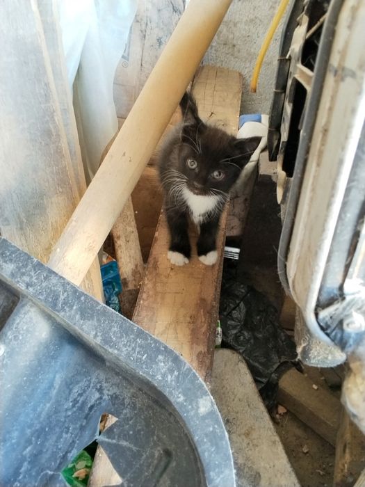 Котята котёнок мысык