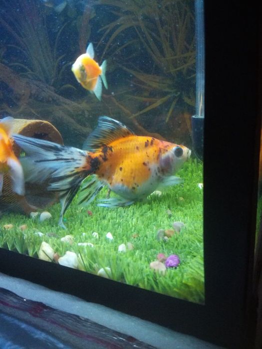 Baliq sotiladi 1 dina