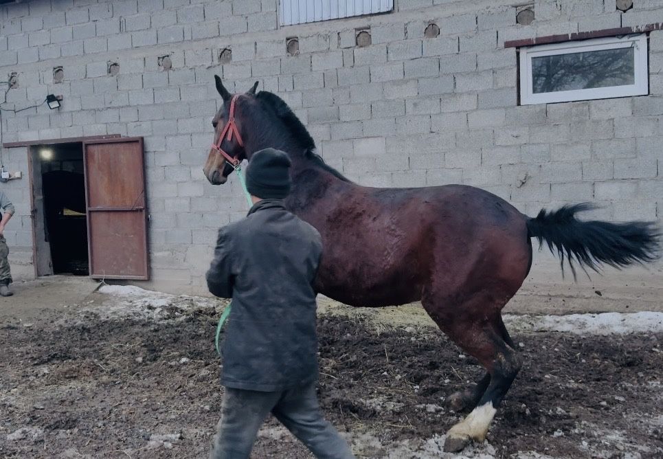 Продам элитную кобылу