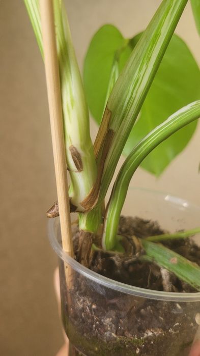 Монстера Альба вар