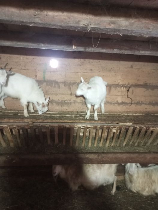 Vand doi iezi mai multe detalii la telefon