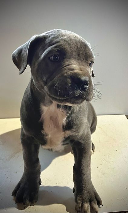 Продавам бебета Кане Корсо