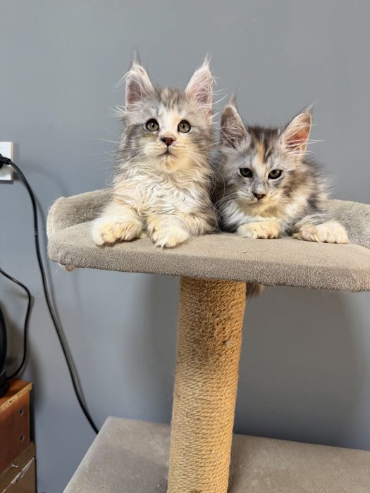 Котята мейн кун полидакты