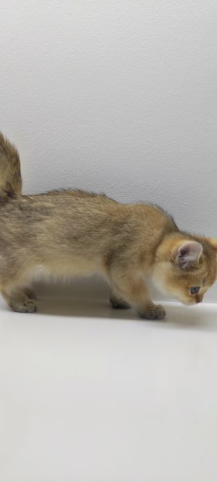 Котик БриТансКий 2 мес