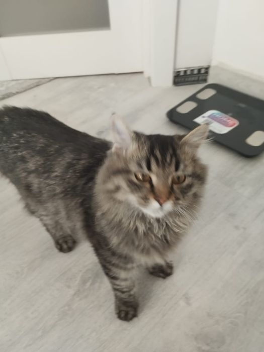 Отдаю кошку бесплатно