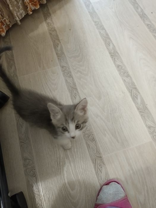 Котёнок мальчик 2026