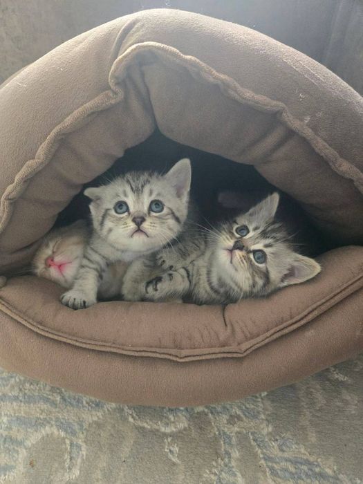 Продаётся котята