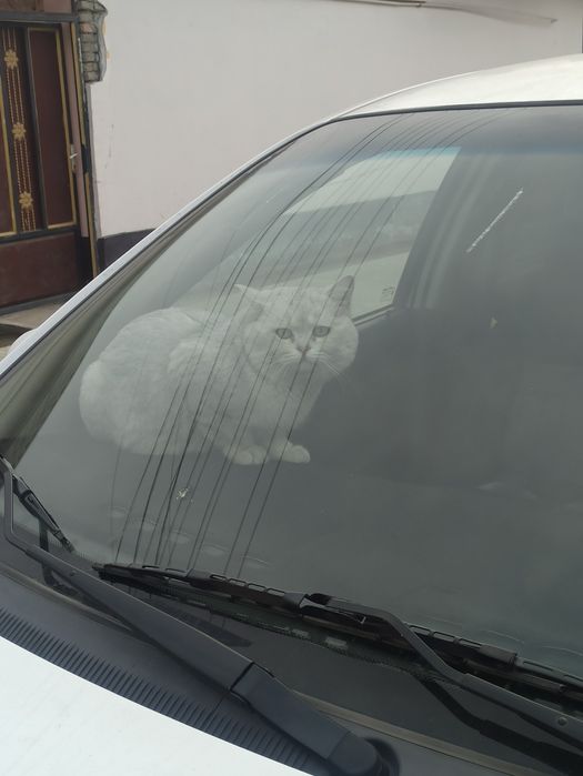 Mushuk Vyazka Serebristiy shinshilla серебристый шиншилла