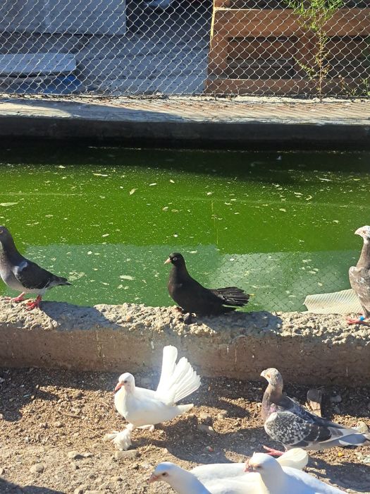 Vând porumbei pescăruși chinezești