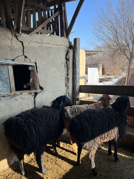 Семіз тоқтыла сатылады