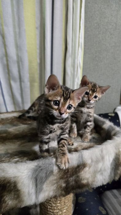 Продам  котят Бенгалов