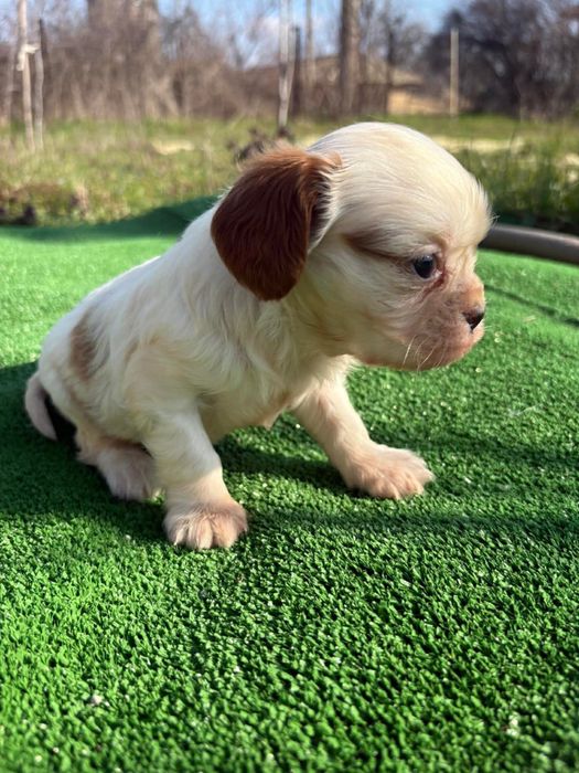 Продавам Кавалер Кинг Чарлз Шпаньол