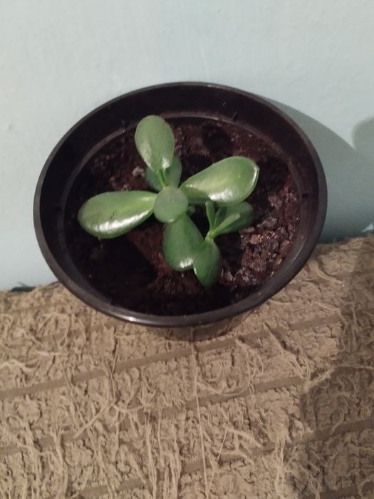 Комнатные декоративные цветы