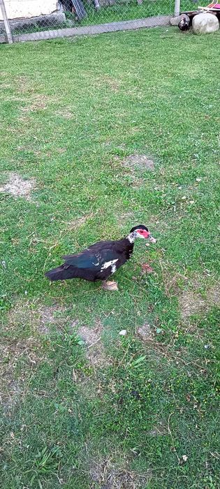 Animale de vânzare urgent