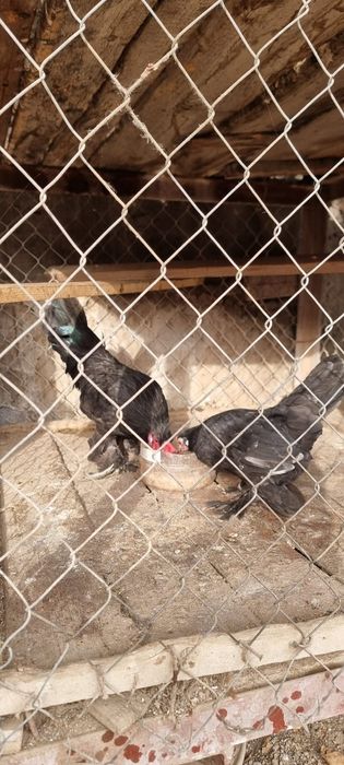 Продаются домашние куры , несушки