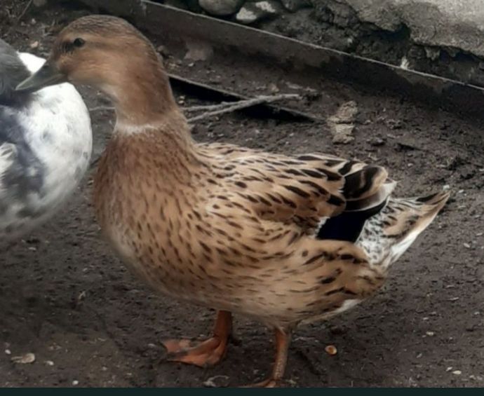 De vanzare rata salbatica