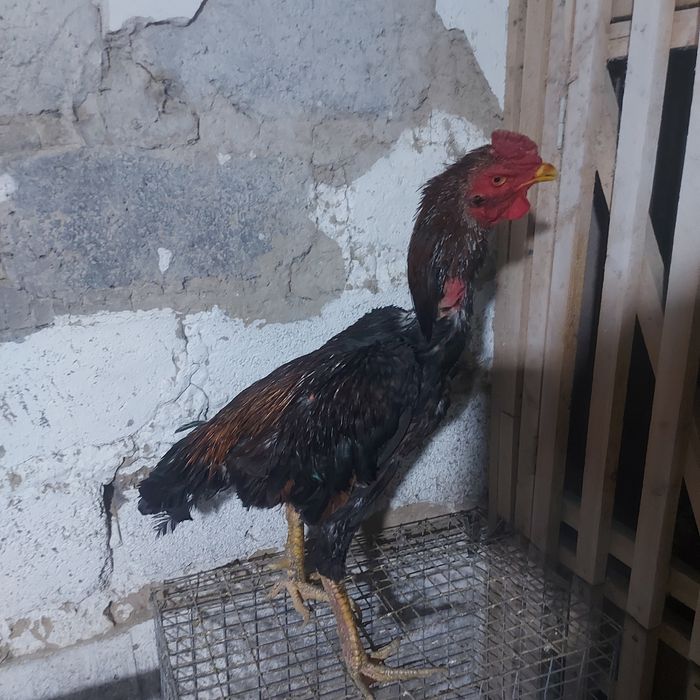 Шолпан туляк 2год крупный