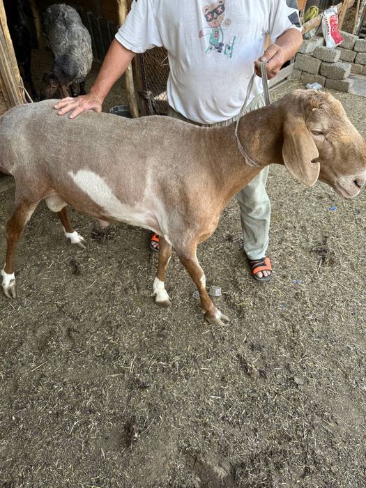 Koy parodasi: Arashan (kirgiziston)  Баран порода: Арашан (Киргизистан