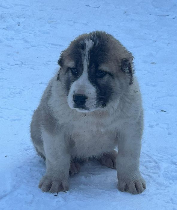 Щенки алабая возраст 2 мес