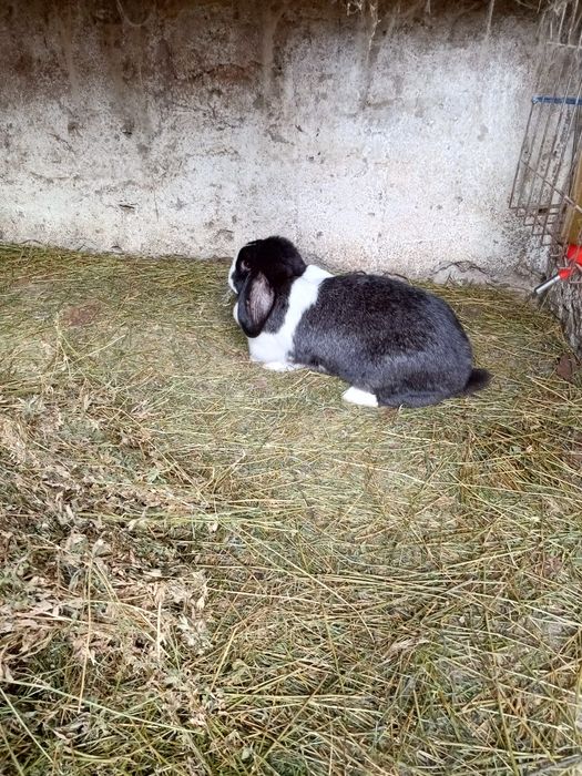 Iepuri (Femele amândouă)tinere de 1 an