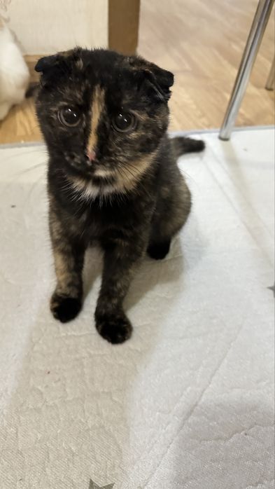 Отдам даром 2х котят, девочки