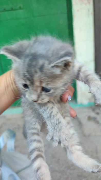 Ищем дом маленьким котятам
