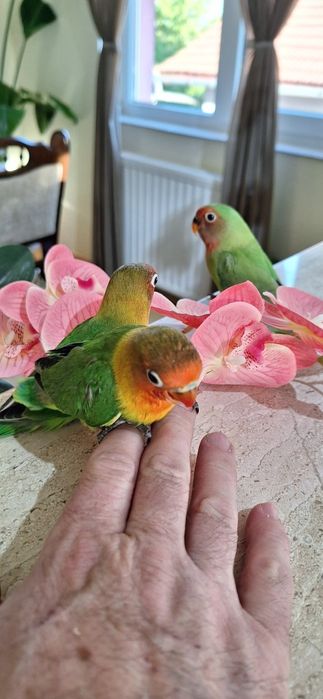 Papagali agapornis pui