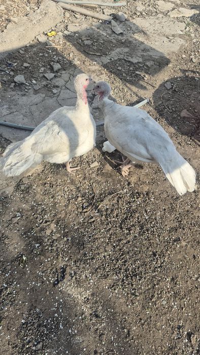 Индейка белая ставропольская