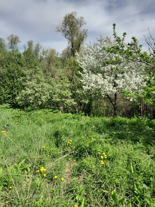 Продам дачу в живописном, экологически чистом месте.