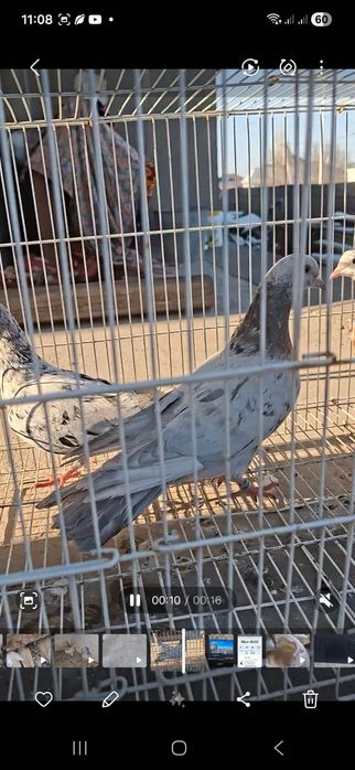 Продам бакинцы голуби