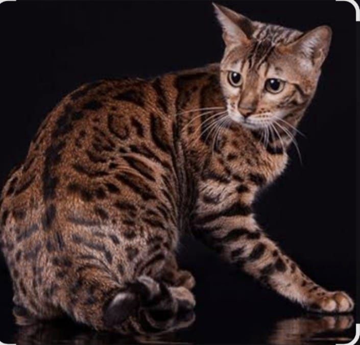 Бенгальский котенок