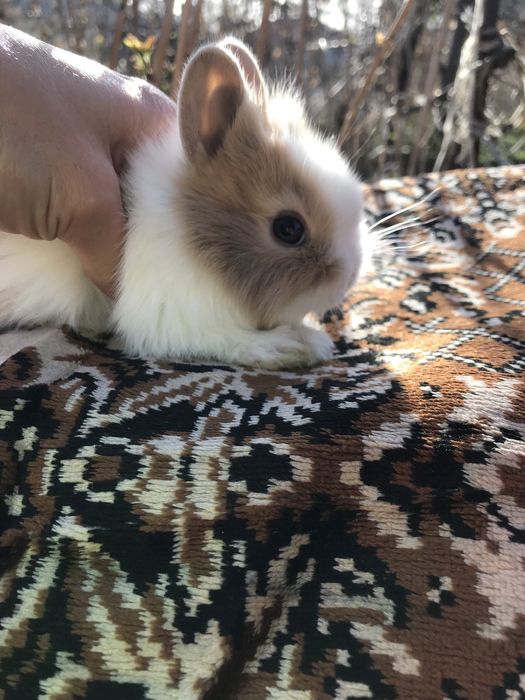 Кролики декоративные ккрликовые