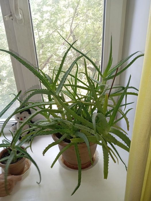 Комнатные расписания