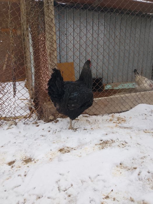 Қораз черный гигант